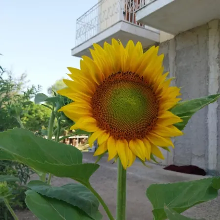 Enjoy The Silence بيت للعطل